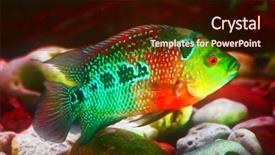  Presentation with fish aquarium - PPT theme having fish in the aquarium closeup background and a  colored foreground