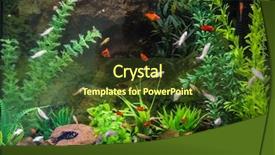  Presentation with fish aquarium - PPT theme having fish in the aquarium background and a tawny brown colored foreground