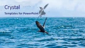  Presentation with tuna fish underwater in ocean - Beautiful PPT theme featuring fish in the ocean backdrop and a sky blue colored foreground