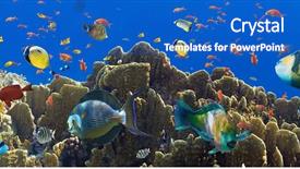  Presentation with aquaculture full of sea fish - Slides consisting of fish in the red sea background and a teal colored foreground