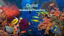  Presentation with sea coral - PPT theme having fish in the red sea background and a ocean colored foreground