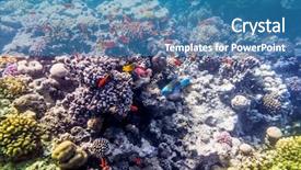  Presentation with fish at sea - Theme featuring fish in the red sea background and a teal colored foreground