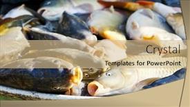  Presentation with vat - Presentation theme featuring fish in vat during harvesting pond background and a coral colored foreground
