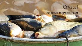  Presentation with vat - Cool new theme with fish in vat during harvesting pond backdrop and a coral colored foreground