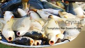  Presentation with vat - Theme featuring fish in vat during harvesting pond background and a lemonade colored foreground