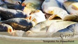  Presentation with vat - Slide set with fish in vat during harvesting pond background and a mint green colored foreground