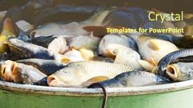  Presentation with vat - Beautiful PPT layouts featuring fish-in-vat-during-harvesting backdrop and a tawny brown colored foreground