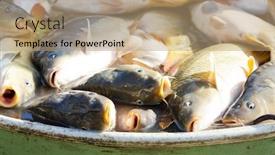  Presentation with vat - Presentation design enhanced with fish in vat during harvesting pond background and a coral colored foreground