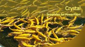  Presentation with eating fish and drink water from pollution oceans - Colorful slide set enhanced with fish in water fresh trout backdrop and a  colored foreground