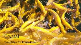  Presentation with fish farm - Slides with fish in water fresh trout background and a  colored foreground