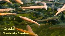  Presentation with fresh water - PPT theme having fish in water fresh trout background and a tawny brown colored foreground