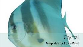  Presentation with fish - PPT theme featuring fish-isolated-longfin-spadefish background and a seafoam green colored foreground