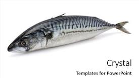  Presentation with fish - Audience pleasing theme consisting of fish isolated on the white backdrop and a  colored foreground