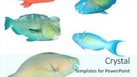  Presentation with tropical reef fish - Cool new presentation theme with fish isolated on white background backdrop and a cool aqua colored foreground
