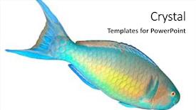  Presentation with tropical - PPT theme consisting of fish isolated on white background background and a white colored foreground