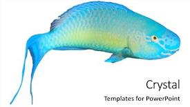 Presentation with tropical reef fish - Audience pleasing PPT layouts consisting of fish isolated on white background backdrop and a white colored foreground