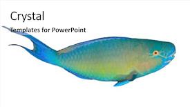  Presentation with fish - Audience pleasing slide set consisting of fish isolated on white background backdrop and a white colored foreground