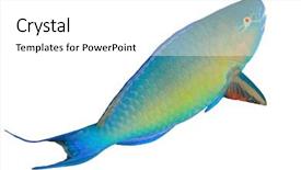  Presentation with fish - Presentation design featuring fish isolated on white background background and a white colored foreground