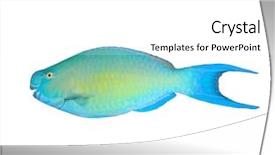  Presentation with quality of fish feeds - Amazing slide set having fish isolated on white background backdrop and a white colored foreground