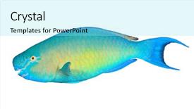  Presentation with scroll paper isolated on white - Colorful presentation design enhanced with fish isolated on white background backdrop and a  colored foreground