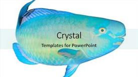  Presentation with monarch butterfly isolated on white - Amazing presentation design having fish isolated on white background backdrop and a  colored foreground