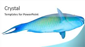  Presentation with fish shumay - Beautiful PPT layouts featuring fish isolated on white background backdrop and a  colored foreground