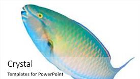  Presentation with tropical reef fish - Slides enhanced with fish isolated on white background background and a  colored foreground