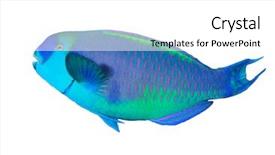  Presentation with tropical reef fish - PPT theme with fish isolated on white background background and a white colored foreground