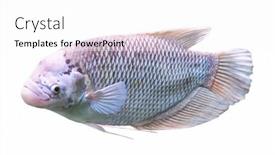  Presentation with fish - Audience pleasing slide set consisting of fish-isolated-on-white-background backdrop and a  colored foreground