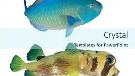  Presentation with fish - Colorful PPT layouts enhanced with fish isolated parrotfish and burrfish backdrop and a arctic colored foreground
