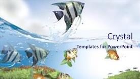  Presentation with challenge - Audience pleasing presentation design consisting of fish jumping good concept backdrop and a sky blue colored foreground