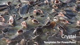  Presentation with catfish - Cool new presentation theme with catfish in gad sagar tank backdrop and a dark gray colored foreground