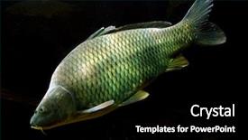  Presentation with fish pond - Amazing presentation theme having river fish - underwater photo big carp cyprinus backdrop and a black colored foreground