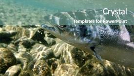  Presentation with atlantic - Theme with unique shot of the atlantic salmon in its natural habitat background and a seafoam green colored foreground