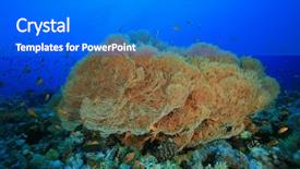  Presentation with law of the sea - PPT theme enhanced with fish molly - giant sea fan corals annella background and a  colored foreground