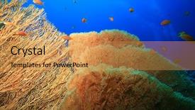  Presentation with ac and fan - Presentation with fish molly - gorgonian fan coral annella mollis background and a  colored foreground