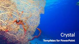  Presentation with coral - PPT theme enhanced with fish molly - gorgonian fan coral annella mollis background and a  colored foreground