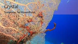  Presentation with celling fan - Amazing slides having fish molly - gorgonian fan coral annella mollis backdrop and a  colored foreground