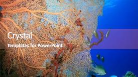  Presentation with ac and fan - Cool new presentation design with fish molly - gorgonian fan coral annella mollis backdrop and a  colored foreground