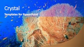  Presentation with ac and fan - Slides consisting of fish molly - gorgonian fan coral background and a  colored foreground