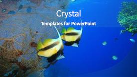  Presentation with sea coral - Cool new presentation theme with fish molly - pair of red sea bannerfish backdrop and a teal colored foreground