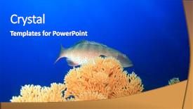  Presentation with sea coral - Colorful slides enhanced with fish molly - red sea coral grouper plectropomus backdrop and a  colored foreground