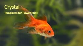  Presentation with goldfish - Slides with fish moving background - goldfish in aquarium background and a tawny brown colored foreground