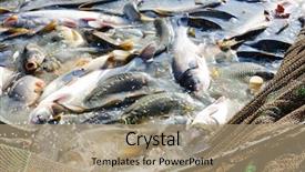  Presentation with fish net - Audience pleasing slide deck consisting of fish net - harvesting pond backdrop and a coral colored foreground