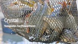  Presentation with fish pond - Audience pleasing PPT theme consisting of fish net - harvesting pond backdrop and a gray colored foreground