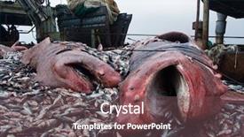  Presentation with sharks - PPT layouts with dead body - sharks and crushed mackerel background and a violet colored foreground