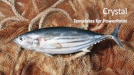  Presentation with fish net - Cool new presentation theme with fish net - tunny at the harbor backdrop and a  colored foreground