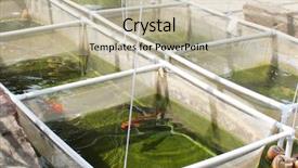  Presentation with nursery - PPT layouts featuring fish nursery background and a mint green colored foreground