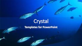  Presentation with fish tuna - Slides with fish ocean - shoal of mackerel tuna background and a royal blue colored foreground