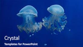  Presentation with jellyfish - Theme enhanced with fish ocean - white-spotted jellyfish phyllorhiza punctata also background and a navy blue colored foreground